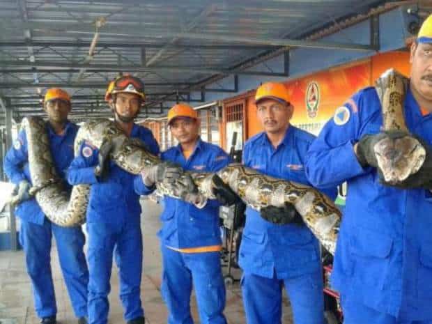 World’s largest ever snake captured: PICTURES