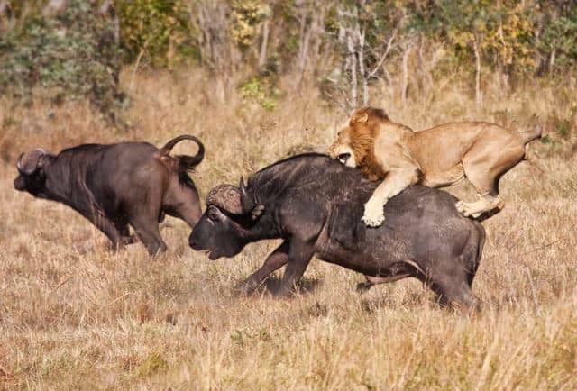 Jericho ‘Zimbabwe lion, Cecil’s friend’ dies