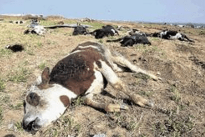 Cattle disease outbreak hits Zim, Butcheries selling infected meat