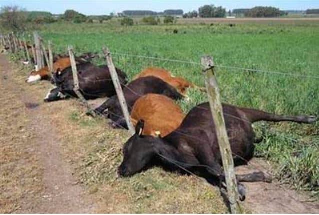 14 cattle killed by cyanide poison in Mutasa