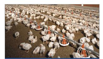 SA poutry industry to retrench 3000 workers this month as cheap chicken flood market