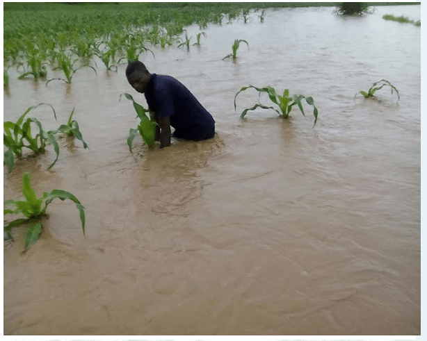 Zimbabwe farmlands under water, Zim floods in pictures