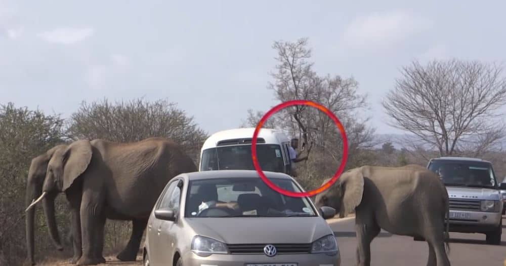 Mn killed while doing selfies with wild Zim elephants