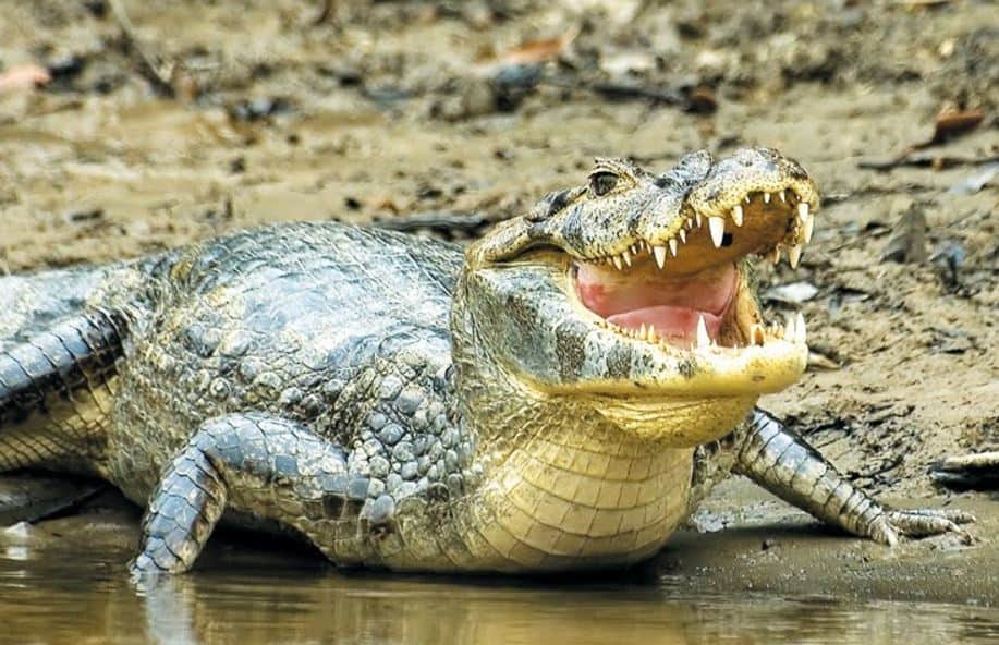 School girl escapes brutal crocodile attack
