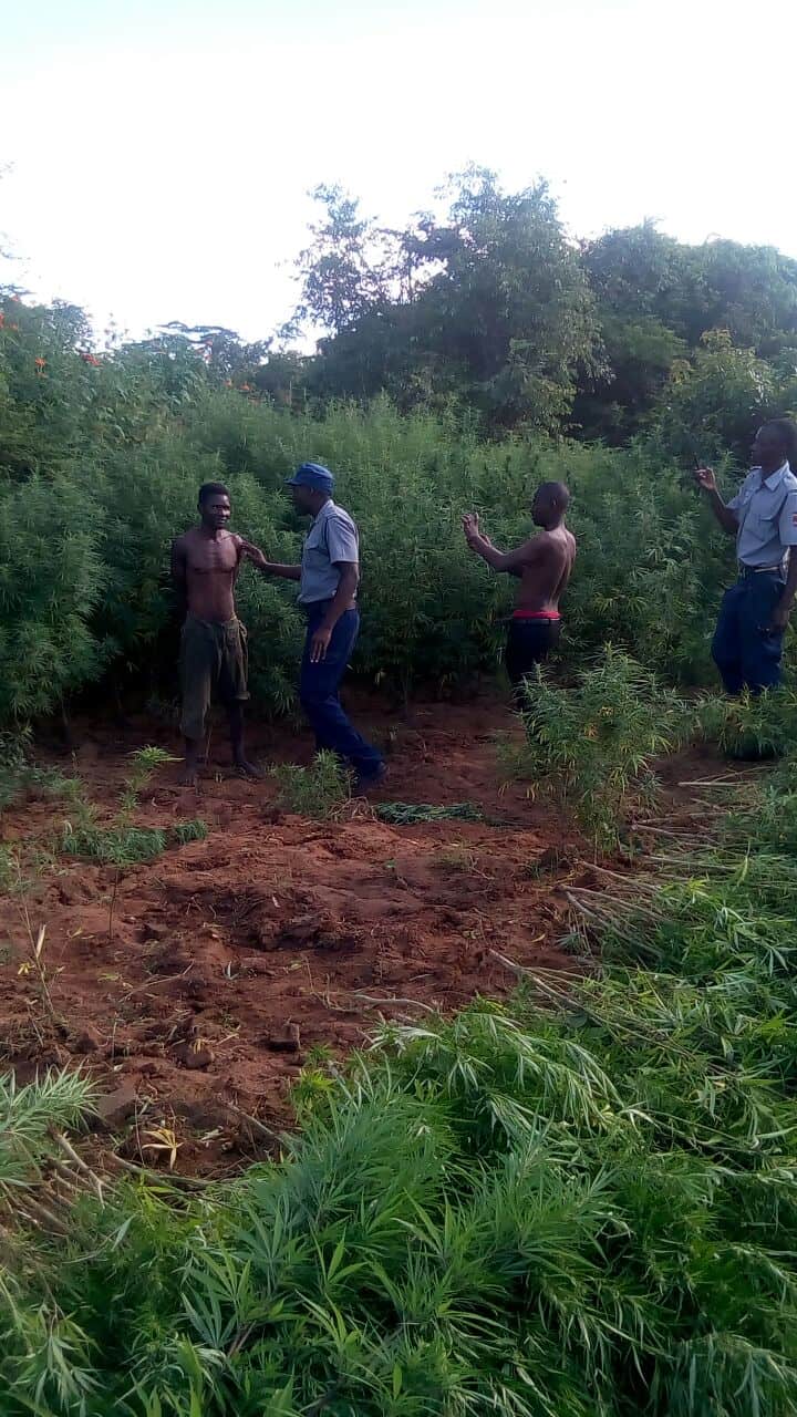 Big mbanje farmer nabbed, pictures