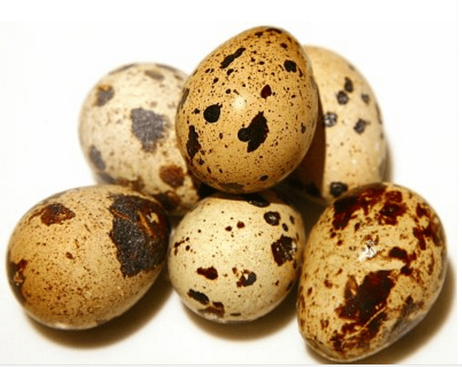 Quail Eggs are medicinal: Zim scientists discover