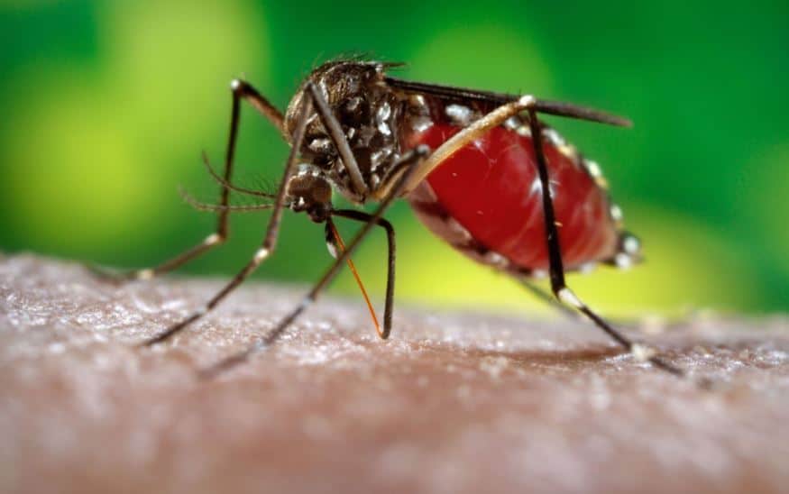 Mozambicans flood Chiredzi hospitals after malaria outbreak