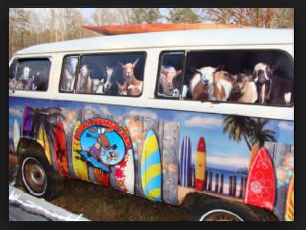 Farmer robbed 38 goats by drinking kombi crew