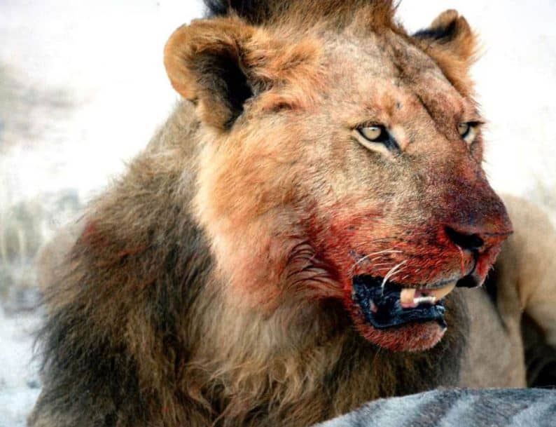 3 arrested while selling fresh lion head in Victoria Falls CBD
