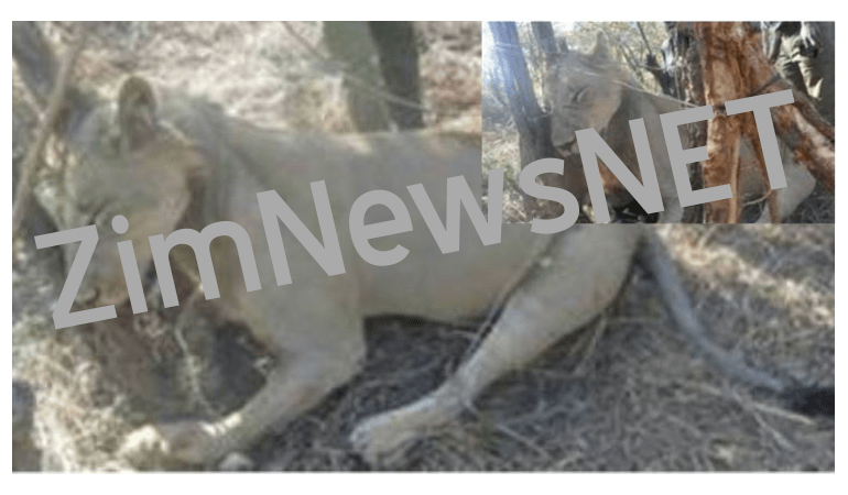 lion poachers zimbabwe