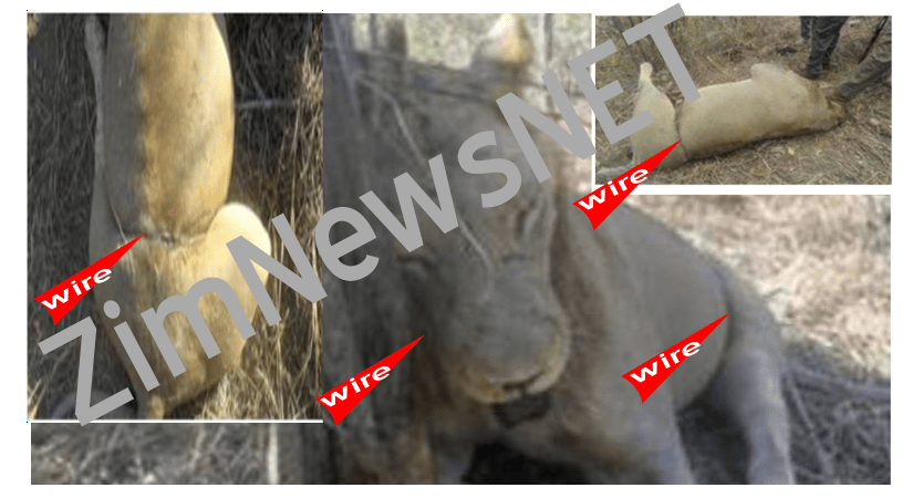 PICTURES: Kariba poachers kill lion with wire snares