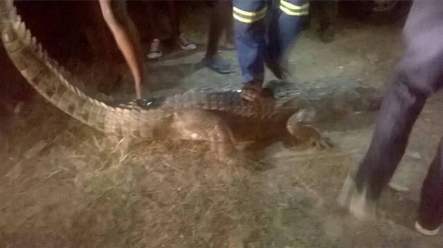 Big crocodile appears at Hwange Hospital