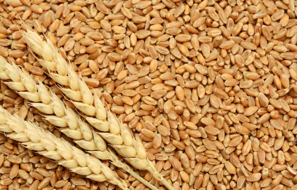 Gvt sets wheat producer price at US$620/ tonne