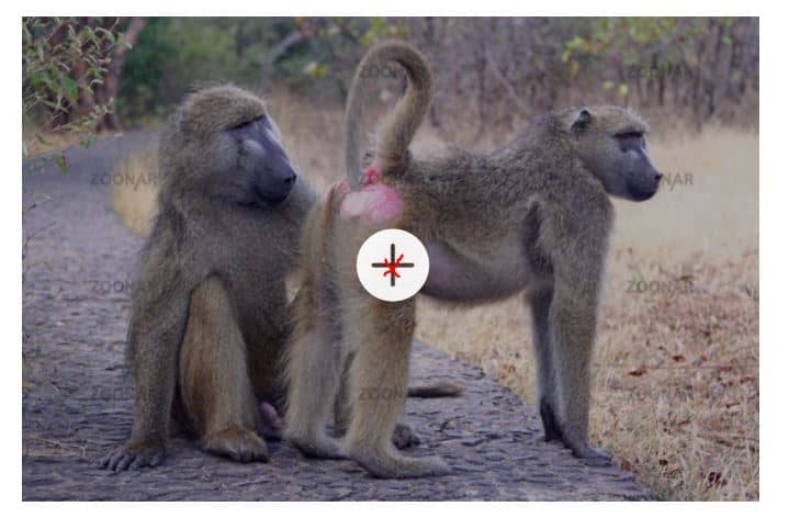Violent baboons terrorize Victoria Falls residents