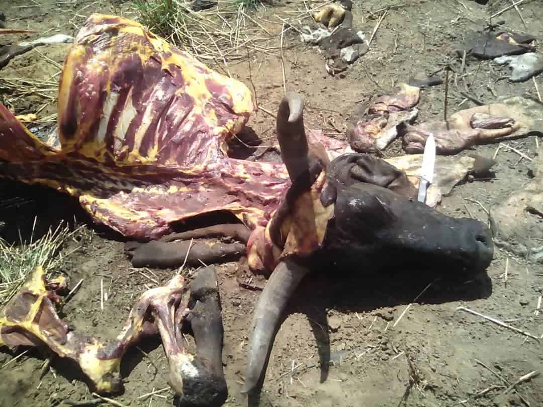 Suspected ‘stock thief’ nabbed selling meat, 54kgs recovered