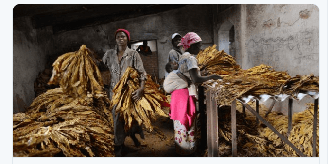 Tobacco leads Zimbabwe’s exports, accounts for 32.2%