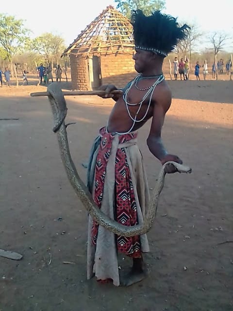 CHIMANIMANI, Zimbabwean woman caught breastfeeding big snake