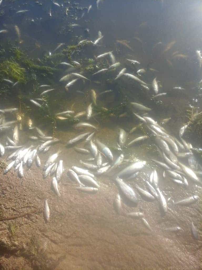 Shocking Pictures: Gweru dam poisoned, people risk consuming poisoned fish