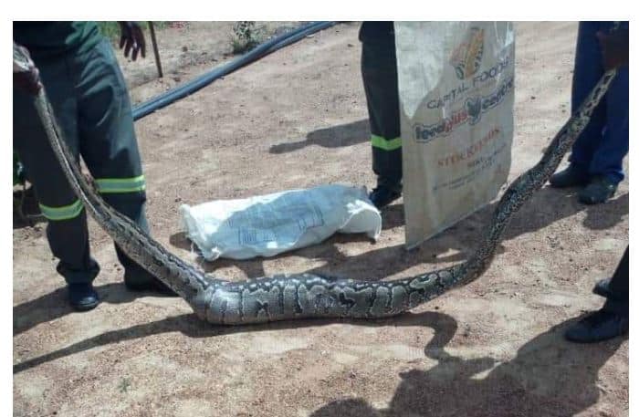 Python Pictures: Big snake captured in Zimbabwe
