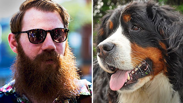 Men With Beards “Zvibaba Zvendebvu” Have More Germs Than Dogs Do In Their Fur
