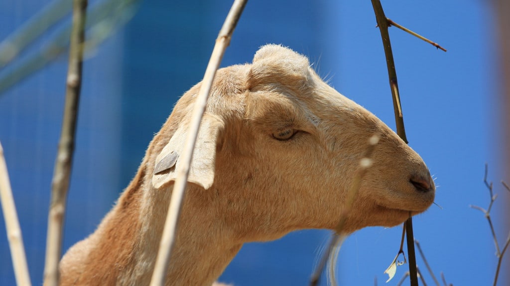 Mutare Man Dies In Goat Rescue Mission
