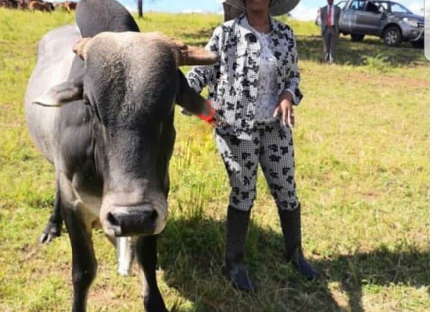 Gushungo Dairy Estates closes for good as Grace Mugabe sells 700 dairy cows to butcher