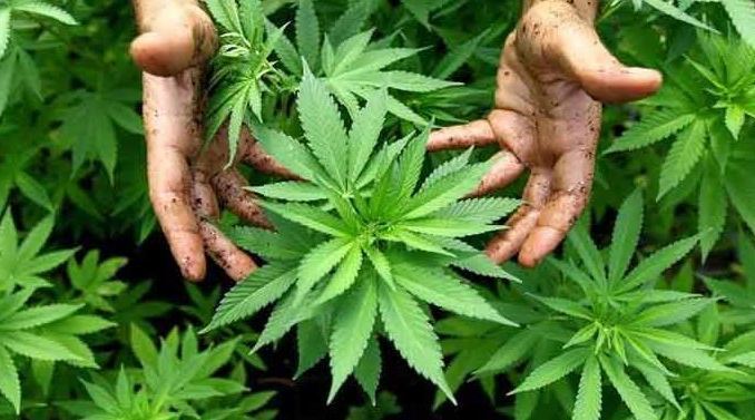 MSU to grow Mbanje…Minister supports weed initiative