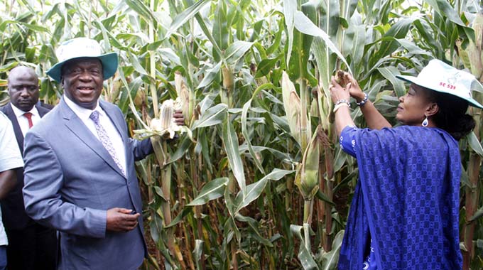 ED Mnangwagwa’s maize stolen by farm workers…Arrested thieves bought cars, houses