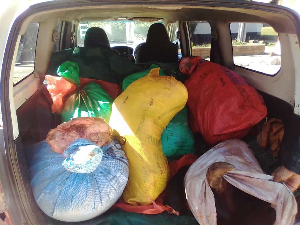 Harare bound cattle thieves nabbed, jailed 10 years each: PICTURES