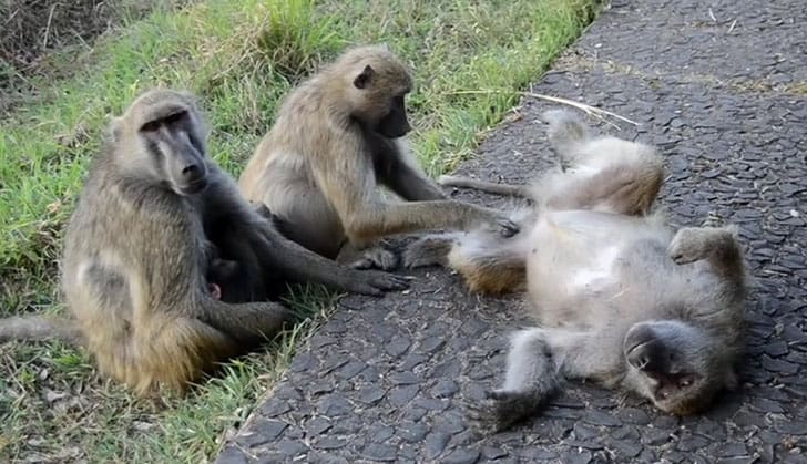 Baboons At Army Barracks…Chaos Prevails