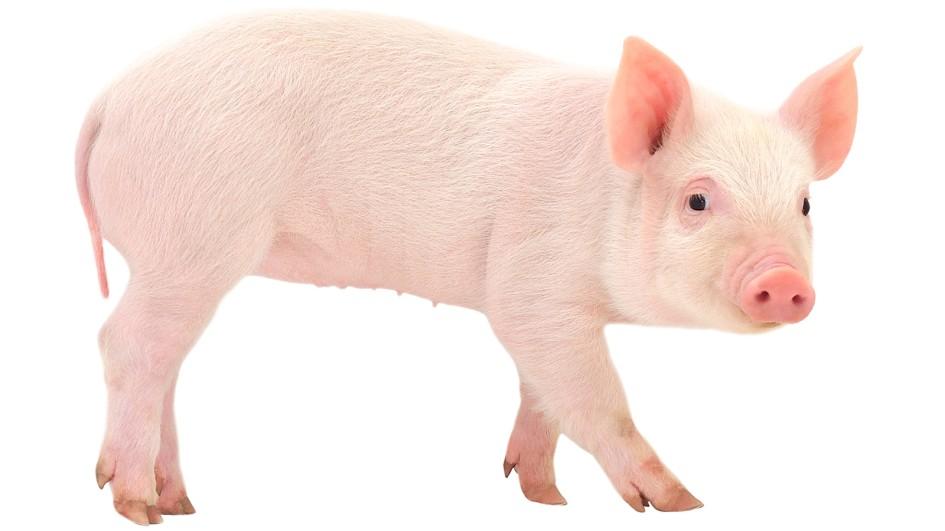 Shock As Gokwe Woman Gives Birth To A Pig