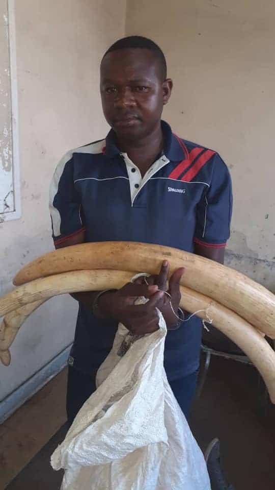 ZRP boss arrested over ivory poaching..PICTURES