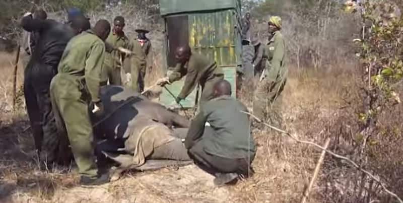 Zimbabwe drought kills 55 elephants at Hwange National Park