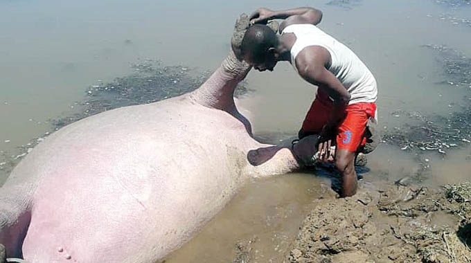 Hippo kills border jumper in Limpopo River