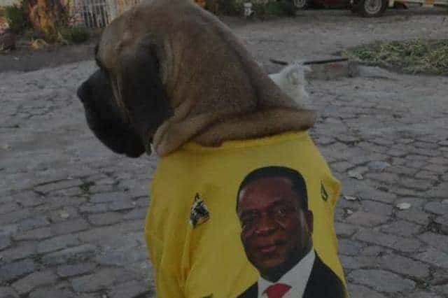 Man arrested for dressing dog with Mnangagwa shirt