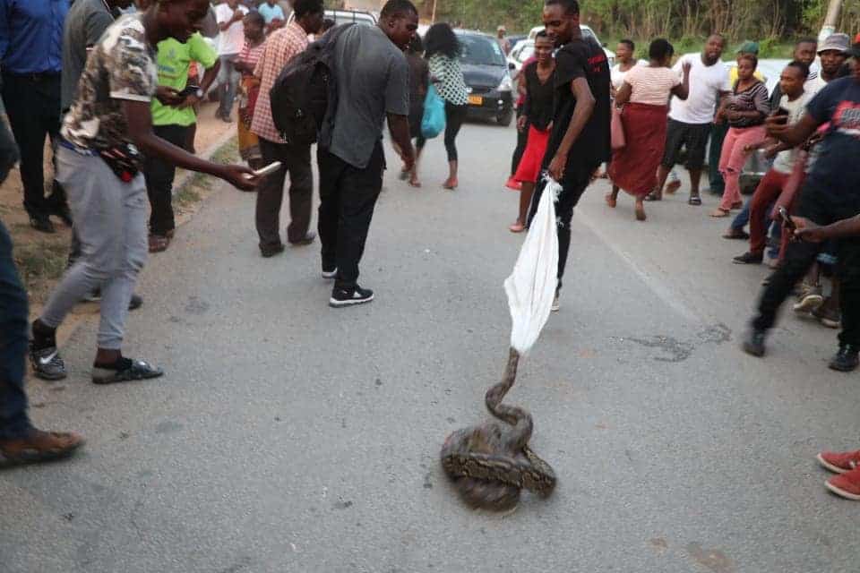 PICTURE: Big snake shock Mutare residents