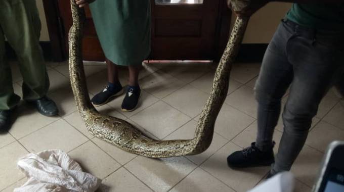 Mutare sex worker in court over 6 metre JUJU python..PICTURE
