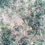 Govt warns of armyworm outbreak