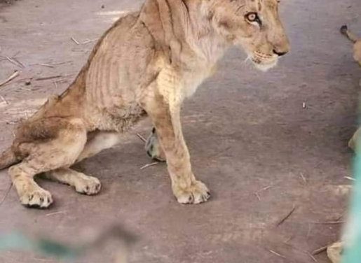 Shocking pictures of lions starving to death in Sudan at Khartoum’s Al-Qureshi Park