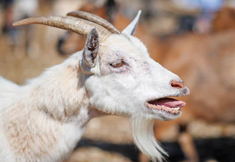 SHOCK As Wealth-Seeking Gokwe Man Is Caught Pants Down, Bonking Goat