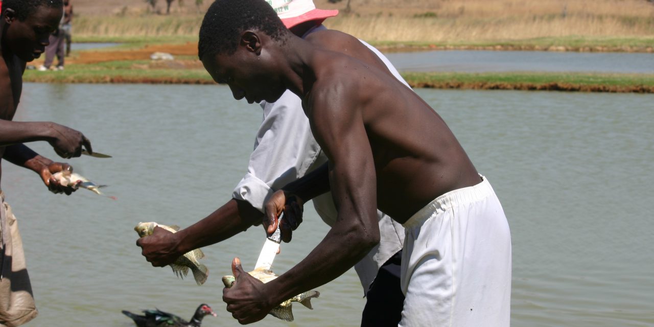 Daring Lake Chivero fishmonger Shot by Rangers, Hospitalised