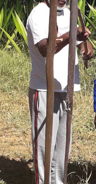 3.8 meter black mamba found in Masvingo businessman’s house..PICTURES