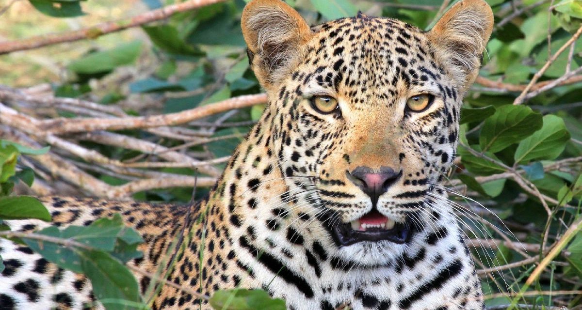 Brave Matobo Man Who Killed Leopard Acquitted