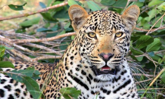 Stray leopard reports cause panic in Harare, Marlborough area