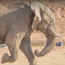 Rangers Gun Down Lone Bull Elephant that Wrecked Havoc in Vic Falls
