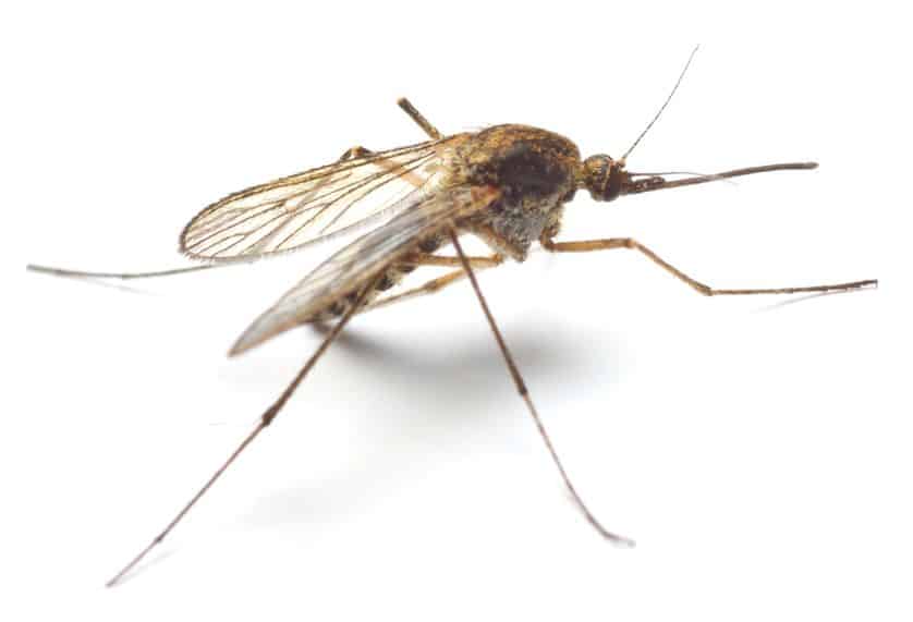 MALARIA: Zimbabwe Records 279 deaths since January