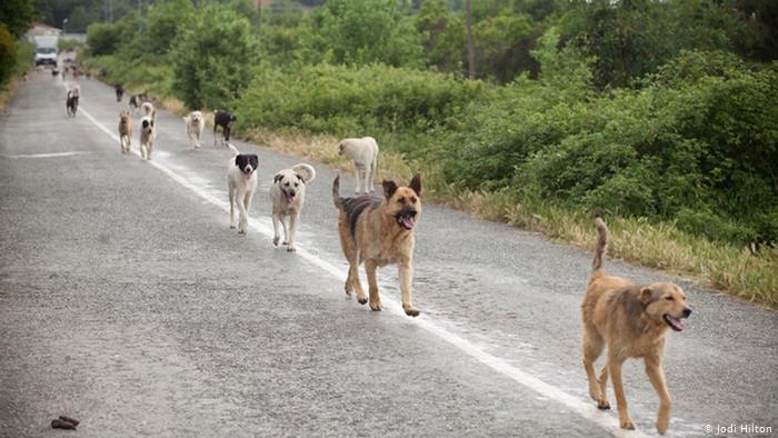 Stray dogs wreak havoc in Chipinge… We’ll shoot them, says Council