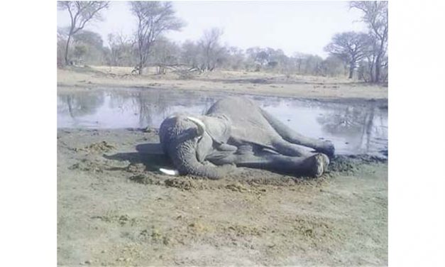 HWANGE: Poisoning ruled out in mass elephant deaths
