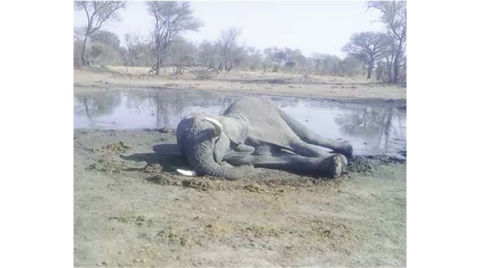 HWANGE: Poisoning ruled out in mass elephant deaths