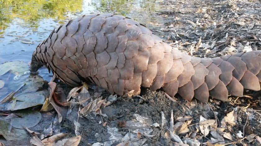 Man domesticates pangolin as looks for buyer